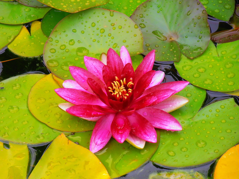 Striking Water Lily