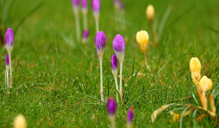 Colourful Tulip buds gently sprouting from a moist grassy area in The Garden of Peace