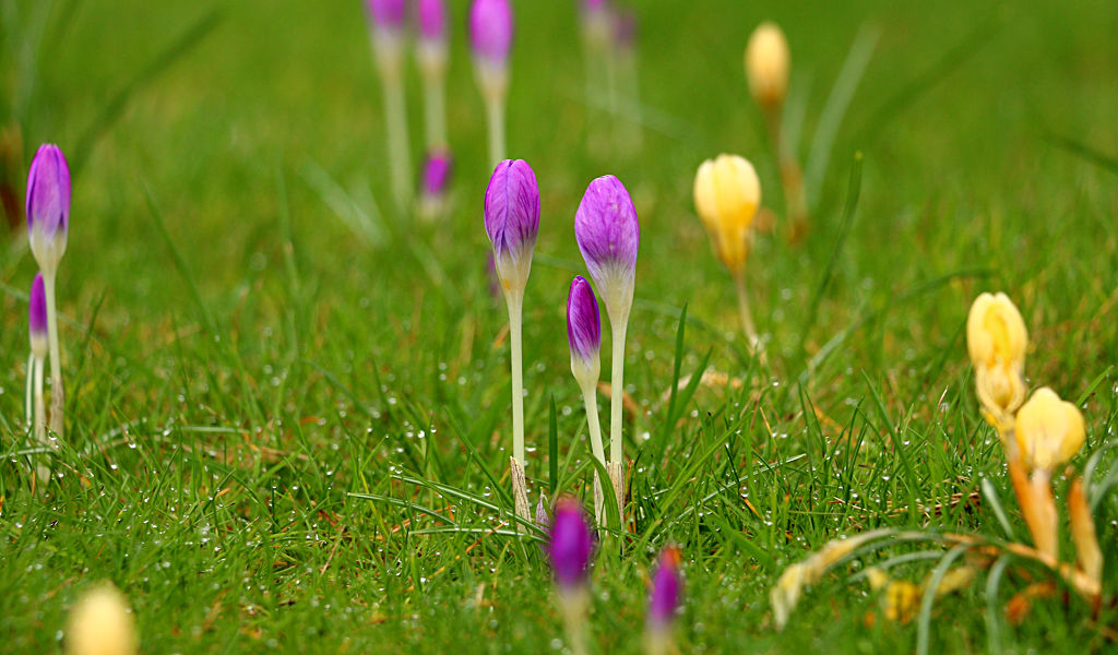 Colourful Tulip buds gently sprouting from a moist grassy area in The Garden of Peace